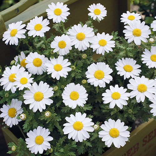 마가렛 씨앗 소포장 대포장 선택구매 키작고 오래가는꽃 2,970원