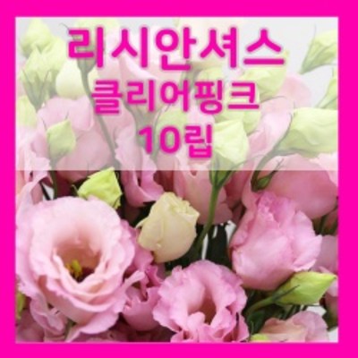 꽃씨몰 꽃씨 봄 파종 여름꽃씨 가을 노지월동 다년생 야생화 양귀비 종자 꽃씨앗 4,000원