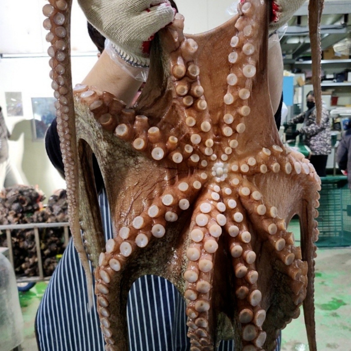 국내산 당일 활 문어 / 제수용 3kg급 , 2kg급, 1.5kg급, 1kg급, 1개, 1미 활 특대 돌문어 2kg급 63,900원