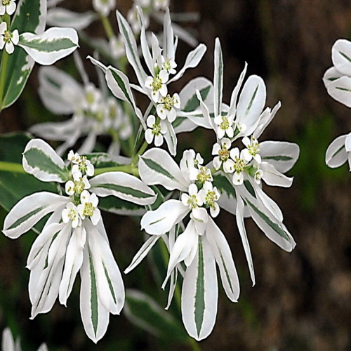 설악초 (Snow-on-the-Mountain) 씨앗 소포장 대포장 선택 2,970원