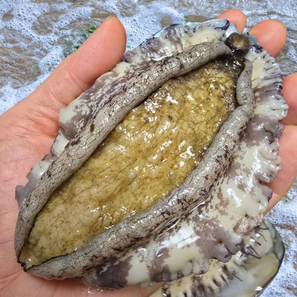 친절한이서방 왕특대전복 완도 활 전복 직거래 27,960원