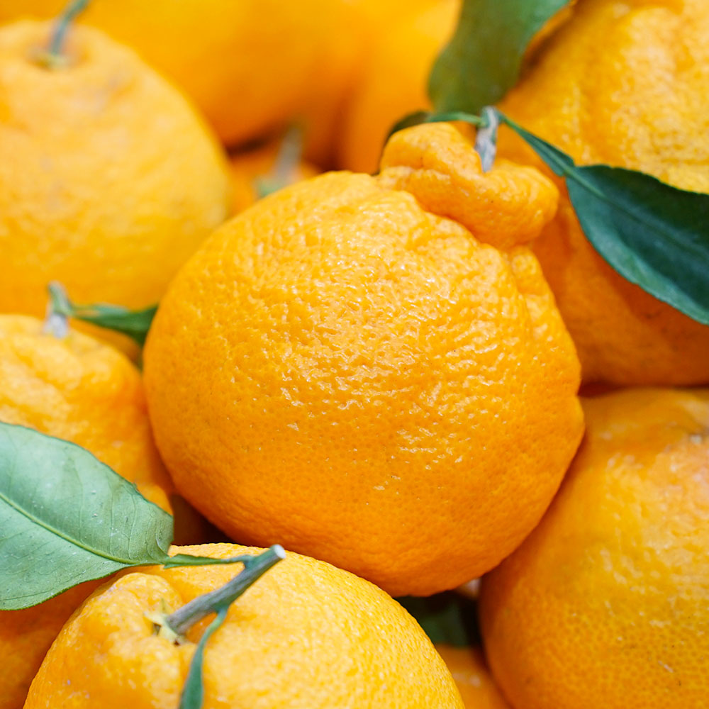 한입제주 고당도 한라봉, 1박스, 한라봉 4.5kg 실속형 혼합과 64,000원