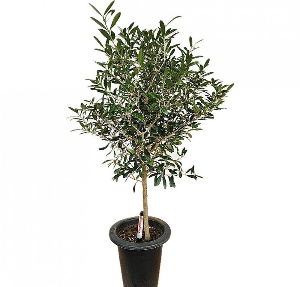 2026 공기정화 식물 외목대 올리브 대품 약90cm, 1개, 상세설명참조, 90cm 66,800원