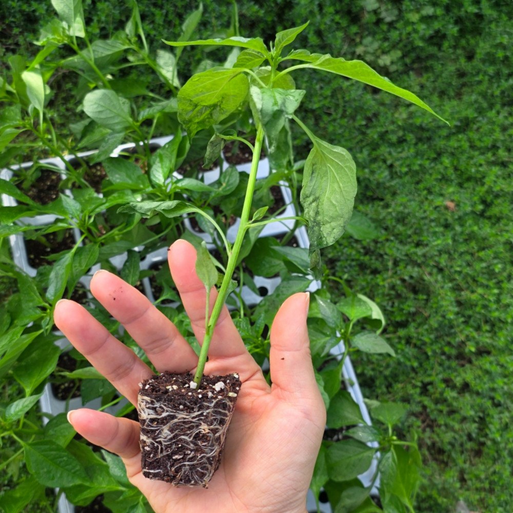 [오감] 쌈채소 매운 청양 고추 모종 묘종, 20개 23,000원