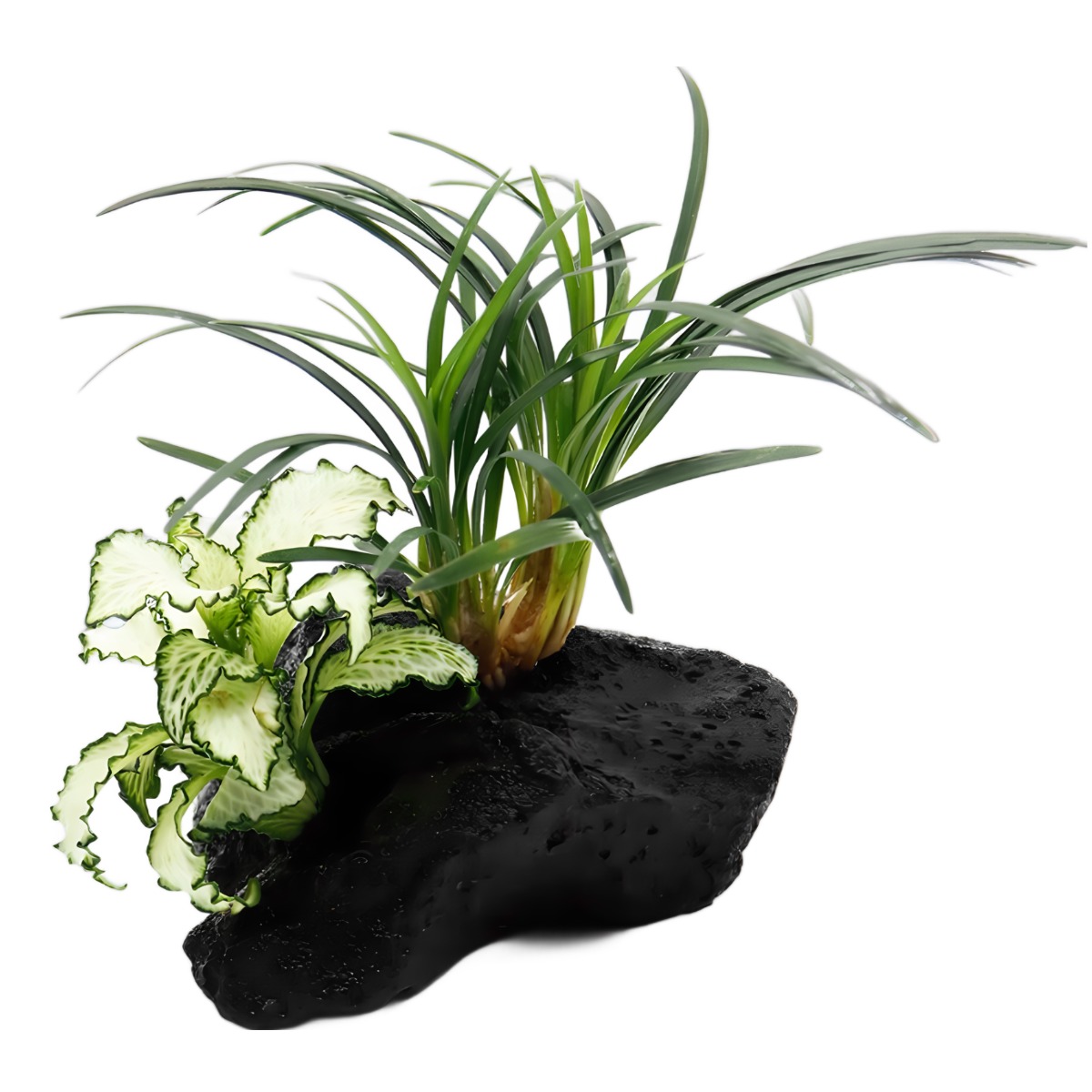 미미네아쿠아 2구 활착 - 화이트스타 애란 8,040원