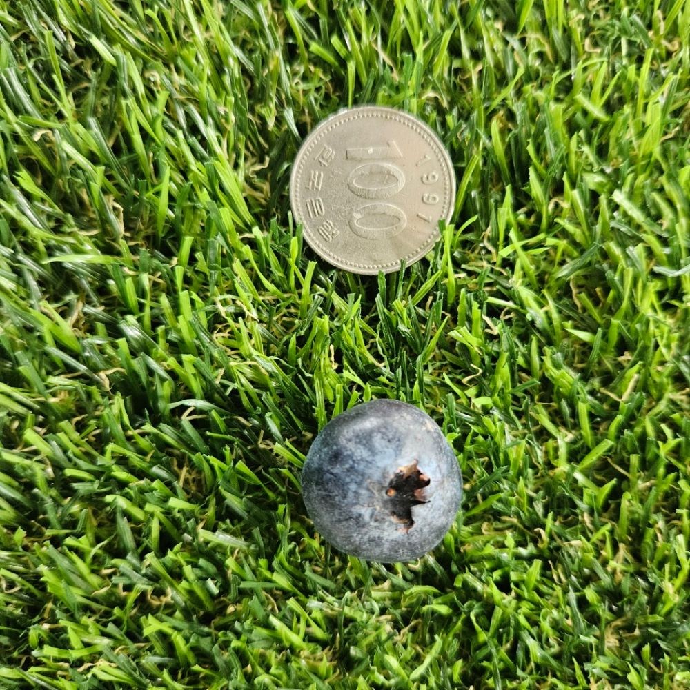 [베셀코] 칠레산 생 블루베리 100g 다이어트간식, 1개, 16mm 14,300원