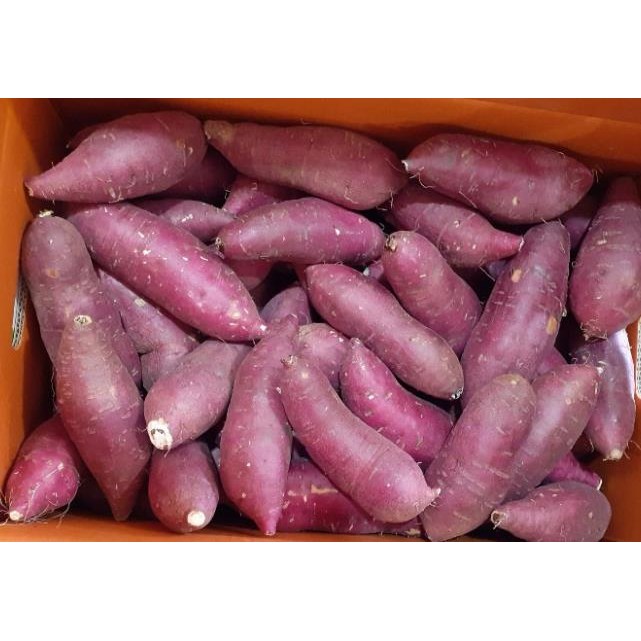 [GAP인증] 껍질째 먹는 영암산 황토 꿀고구마 한입크기(30g~60g/개)/세척.살균+큐어링(숙성), 5kg, 1개 16,900원