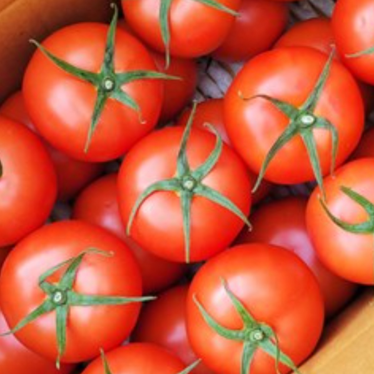 새빛농장 토마토 완숙 찰 2.5kg, 5kg, 못난이 주스용, 1개, 완숙토마토_5kg_중과 24,000원