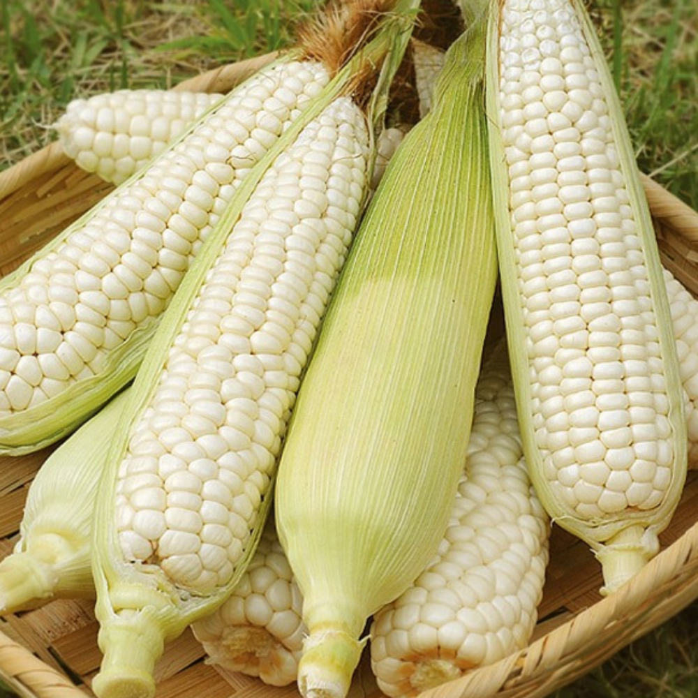 [품질보장] 괴산대학 냉동 햇 찰옥수수 생옥수수, 1세트, 1.7kg 내외(9입/15cm~18cm) 15,800원