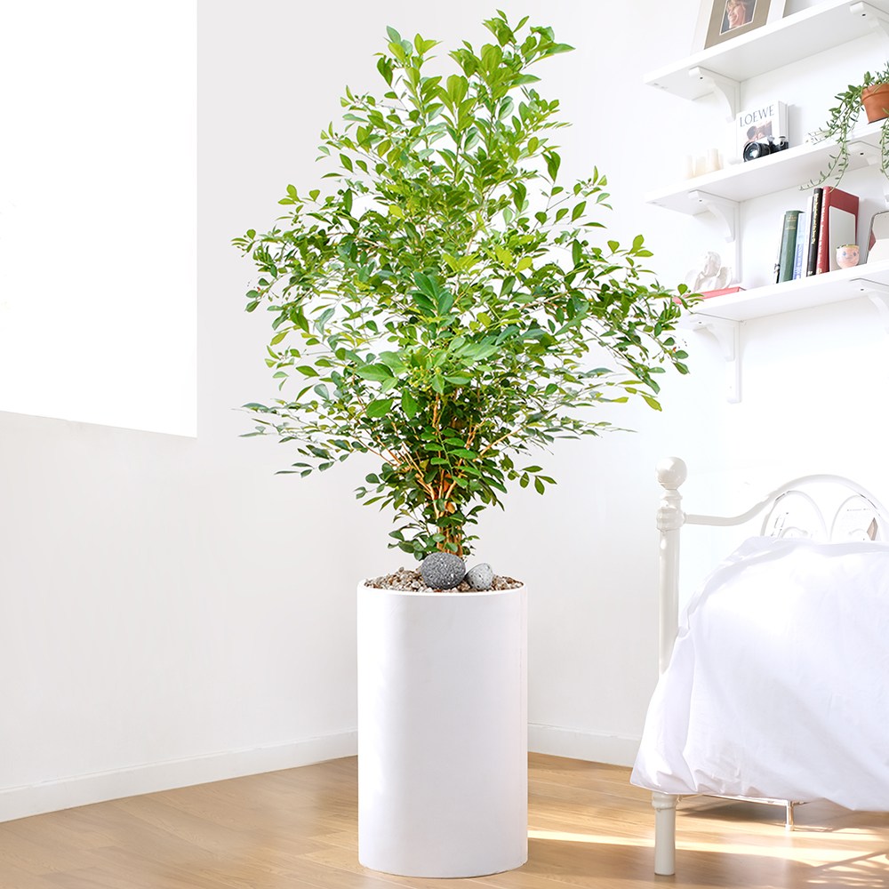 드셀플라워 금전수 대형 개업 화분 집들이 선물 승진 사무실 이전 병원 개원 식당 개업식 축하 화분 배달 당일배송 119,000원