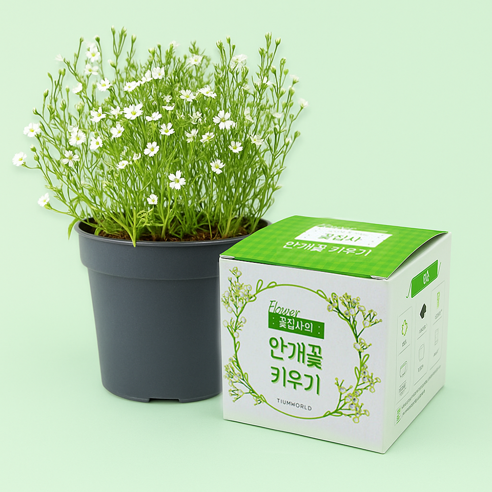 꽃씨 꽃씨앗 안개꽃 씨앗 키우기 식물키트 7,600원
