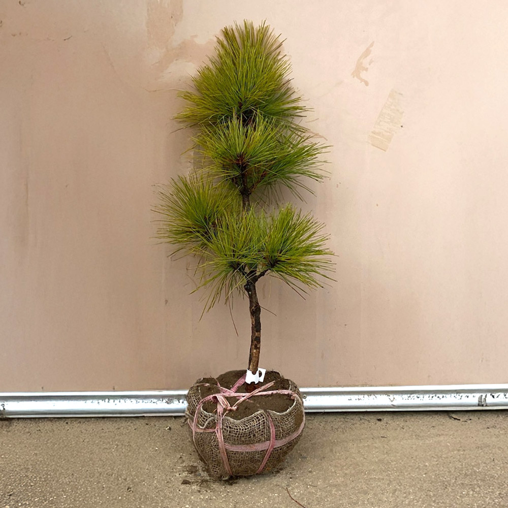 상상정원 황금소나무 묘목 - 분묘, 1개, H0.8/분 46,000원