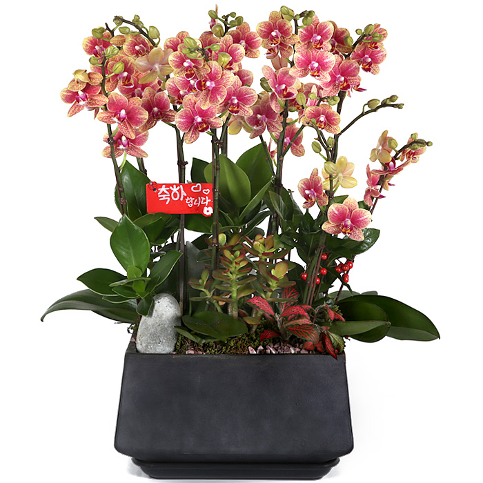 119플라워 (당일배송) 금나비서양란 ST-H433 서양난 미니호접 호접난 행사용 환갑 승진 영전 전시회 개업 전국꽃배달 생일 기념일 꽃선물 꽃배달, 1개 145,500원