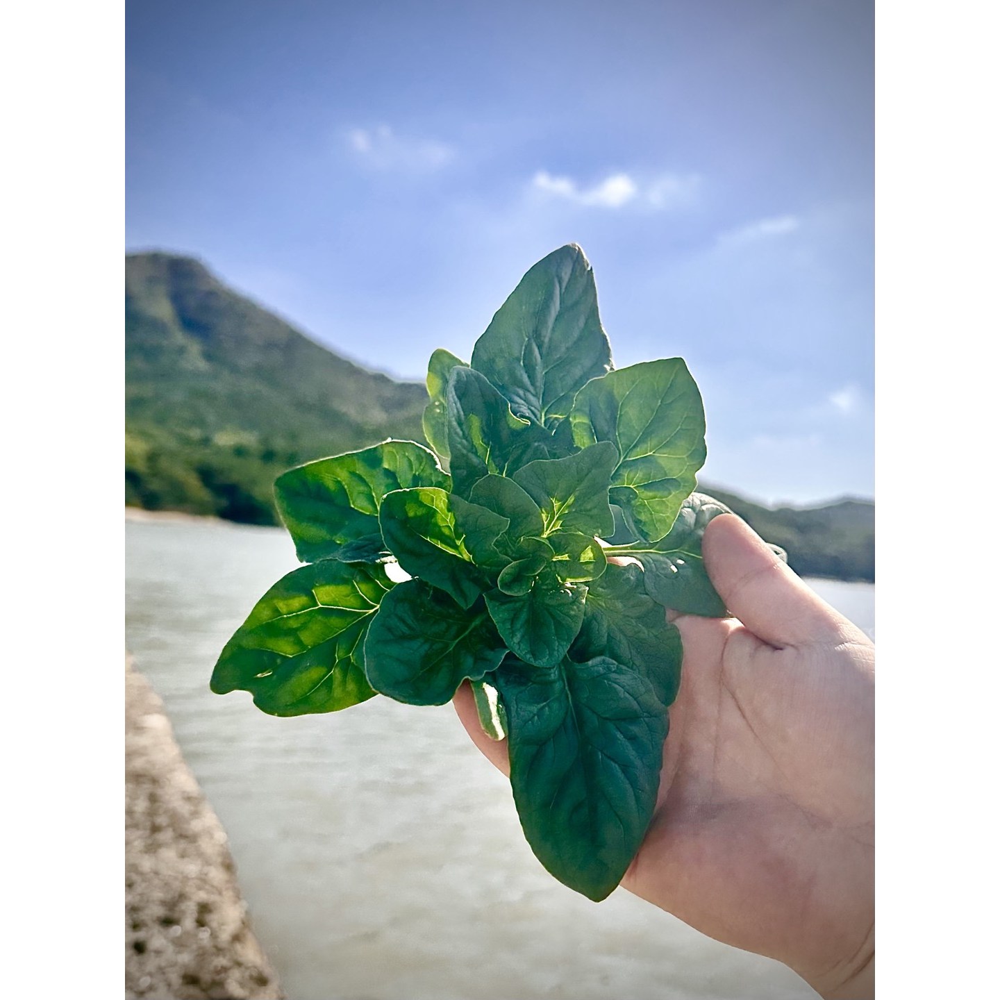 [직접재배] 1차손질 도초도 섬초 달달한 섬시금치 8kg 해풍초, 8kg, 1개 84,900원