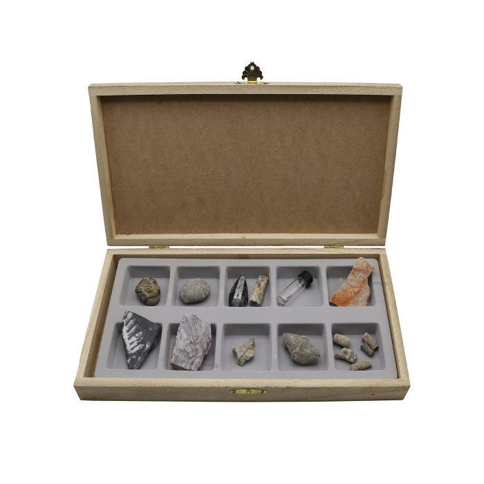 화석-고생대화석표본 128,760원