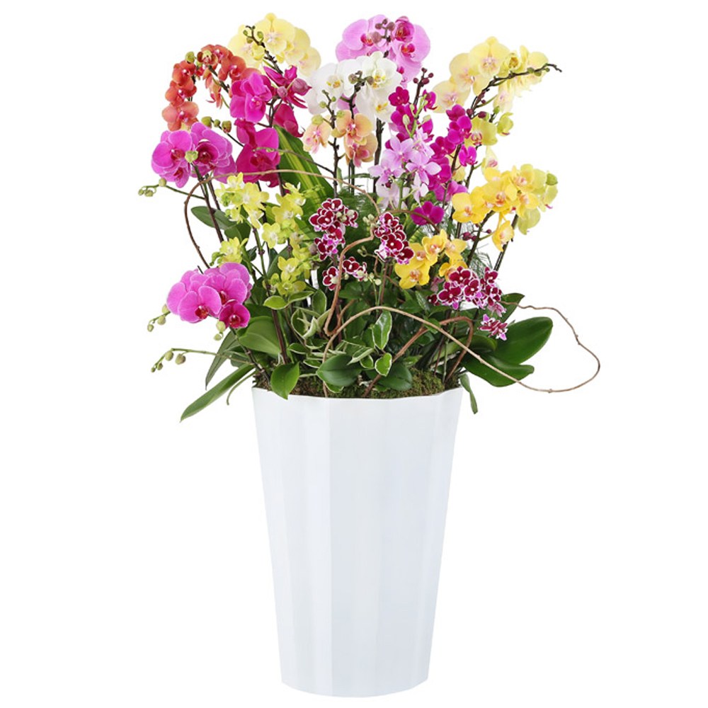 99플라워 (당일수령) new 대형 혼합 서양란 [ST-H508] 기념일 선물 꽃 장미 꽃배달서비스 당일배송 서양란 승진 취임 영전 생신선물 436,500원