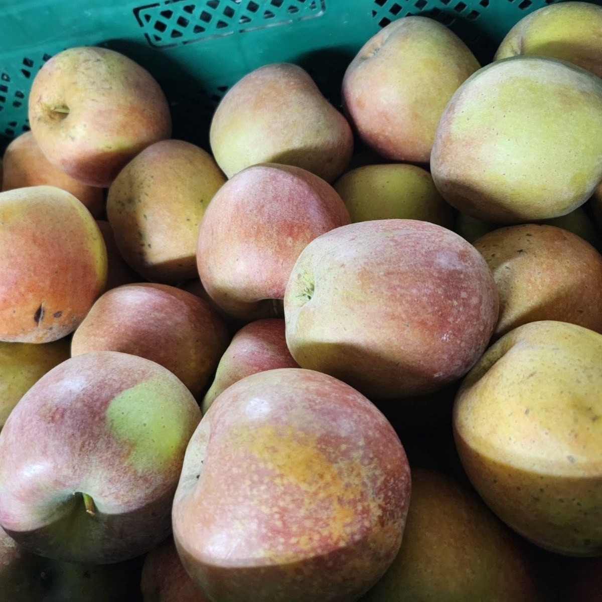 초특가 못난이 안동사과, 1개, 10kg 주스용(갈아마시는용)사과 19,000원