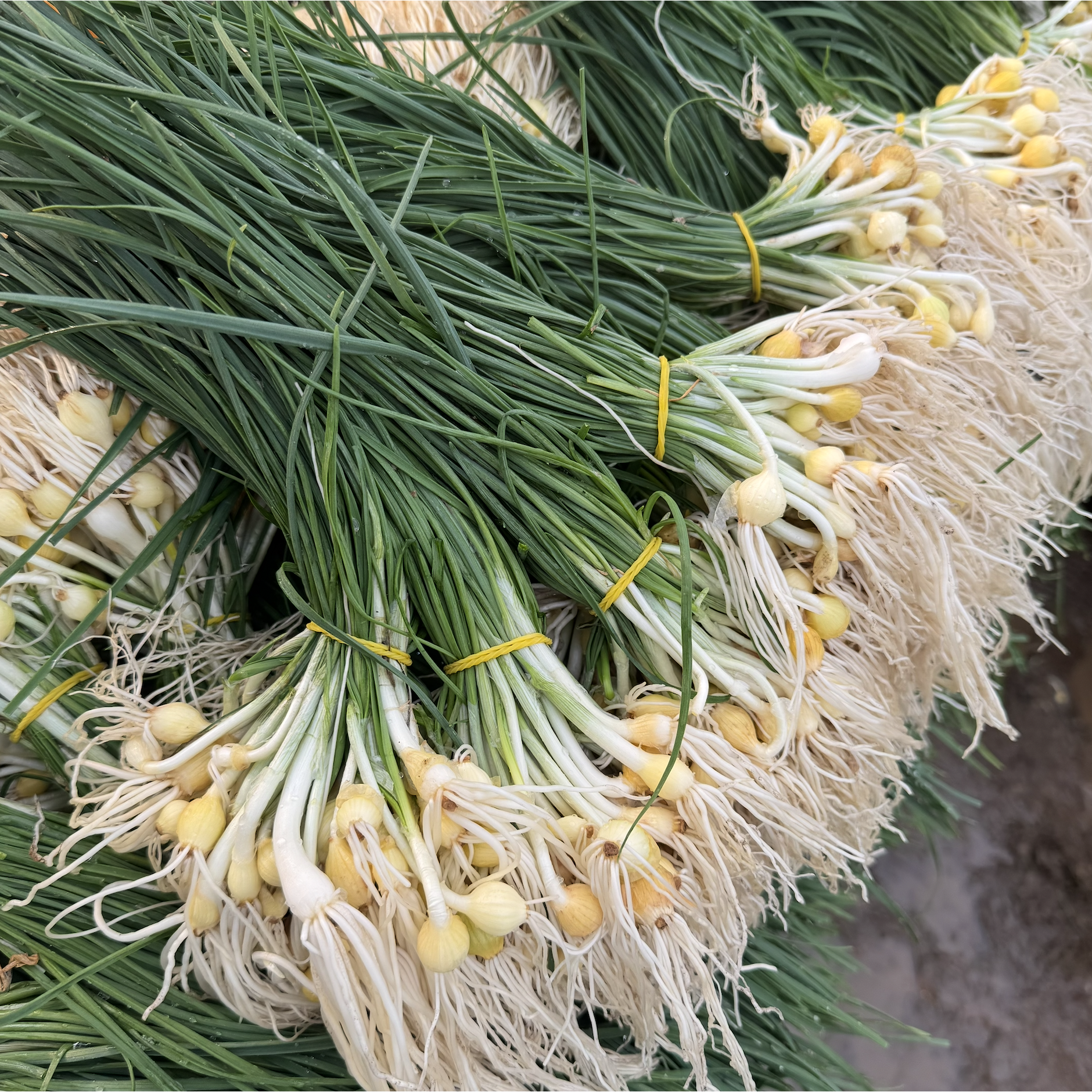 [달콤밥상 달래] 강원도 철원 산지직송 세척 달래, 1개, 2kg 46,880원