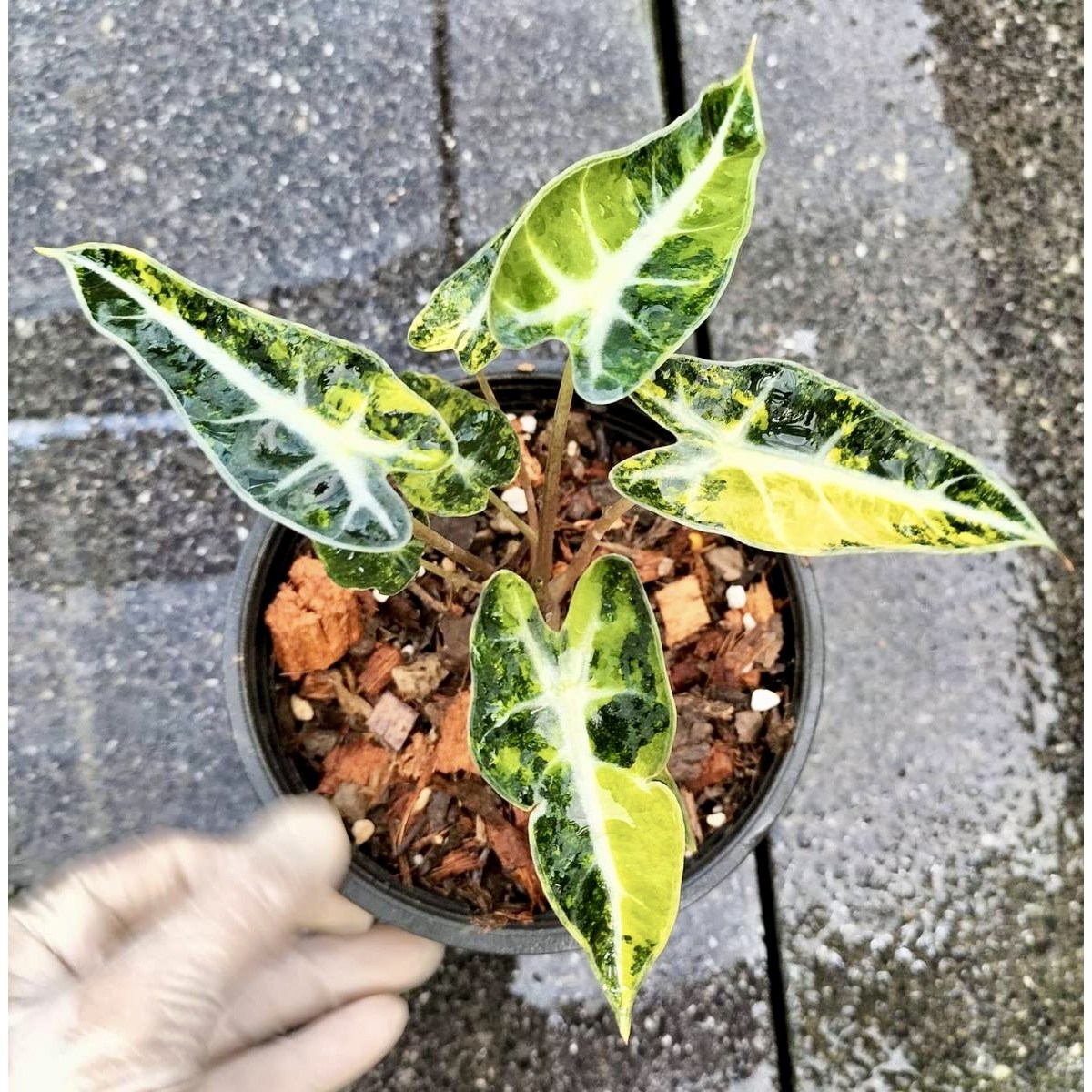 알로카시아 밤비노 옐로우(아우레아) 바리에가타 조직배양묘 50,000원