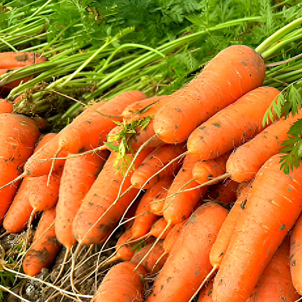 푸른마을 국내산 흙당근 아삭하고 당도 높은 신선 당근 샐러드 생식, 1박스, 국내산 흙당근 5kg(정품/ 중사이즈) 19,900원