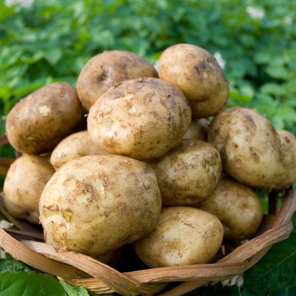 포슬포슬 국내산 햇감자 수미감자, 1박스, 수미감자 중 10kg 34,100원