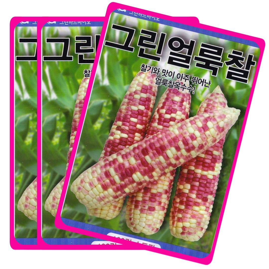 오색 찰옥수수씨앗 100립 11,000원