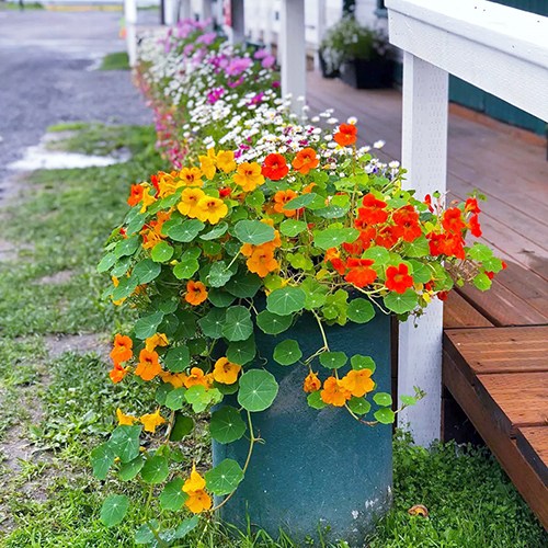 한련화 씨앗 소포장 대포장 선택, 식용꽃 29,920원