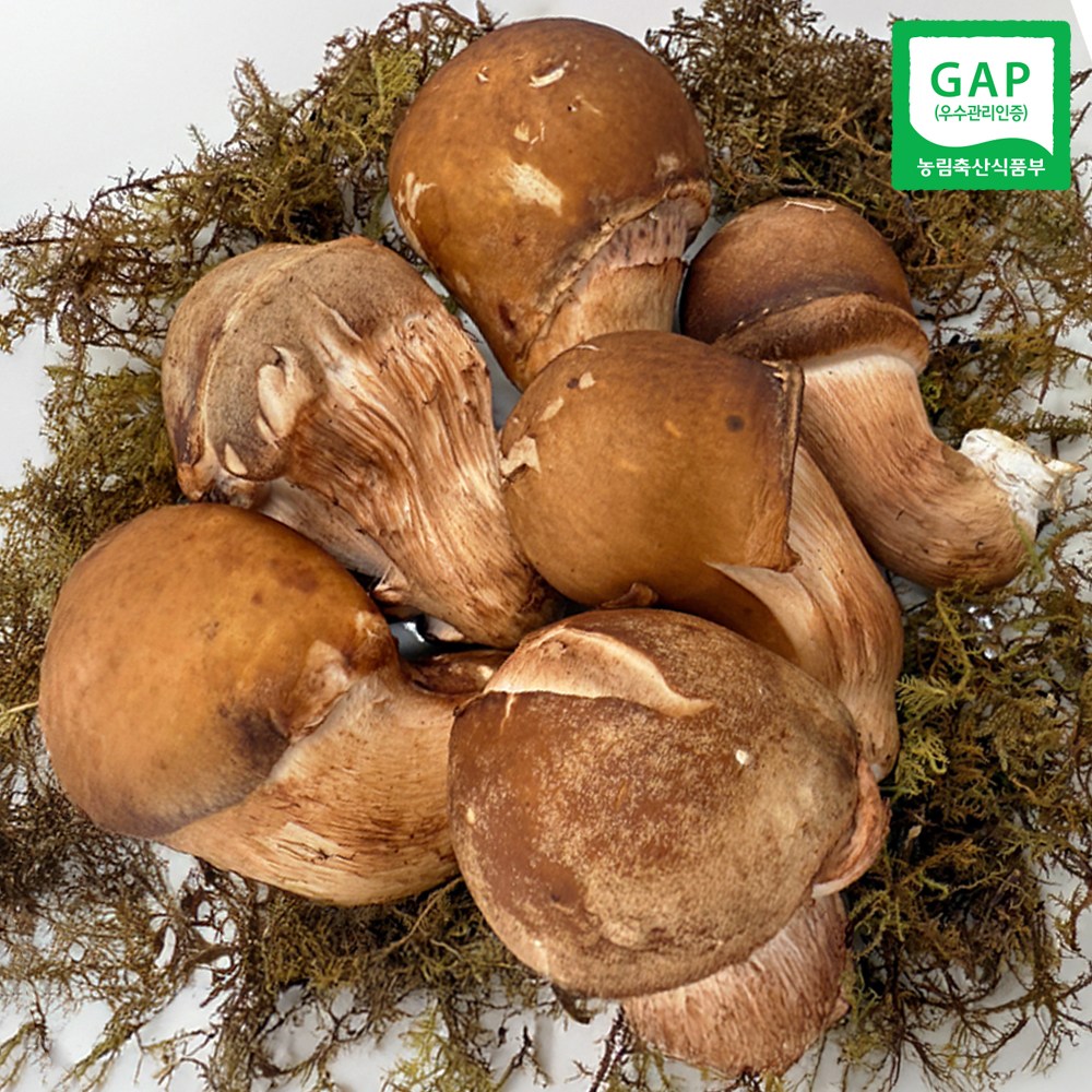국내산 못난이 참송이버섯 2kg (가정용/실속형) GAP인증, 1개, 2kg 48,900원