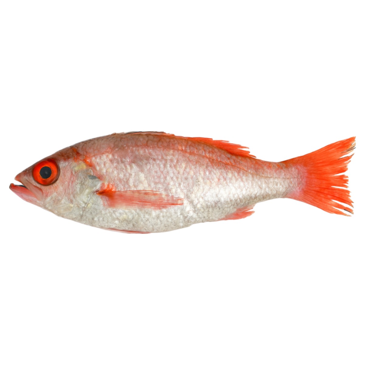 [청정해품] [최상급] [부산 자연산 금태] 냉장 생물 손질 금태 500g 이상 1마리 (손질 전 중량, 비늘제거, 내장제거), 1개, 최상급 500g 이상 1마리 80,000원