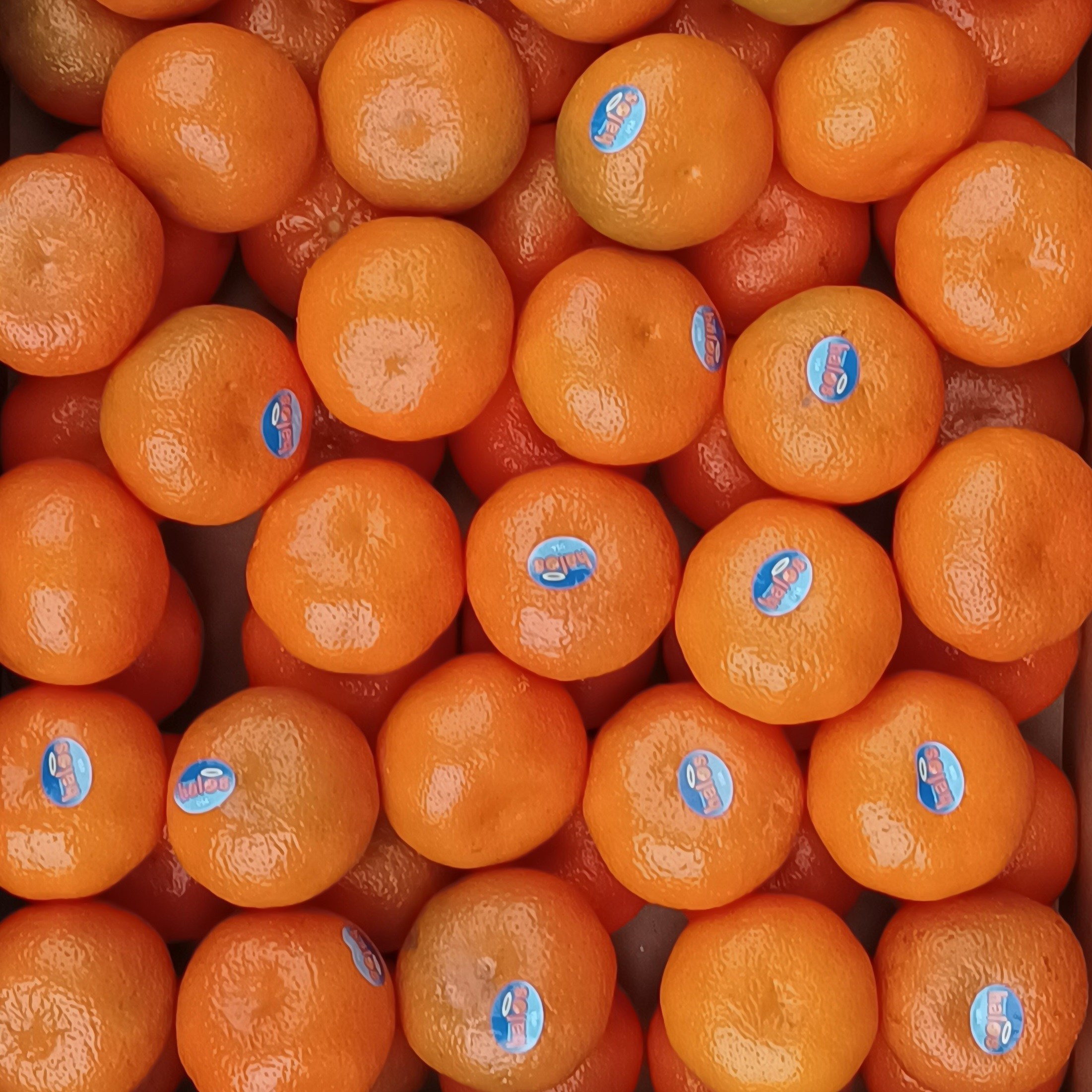 미국 할로스 만다린 귤 2S소과, 1개, 3kg, 현재가 23,700원