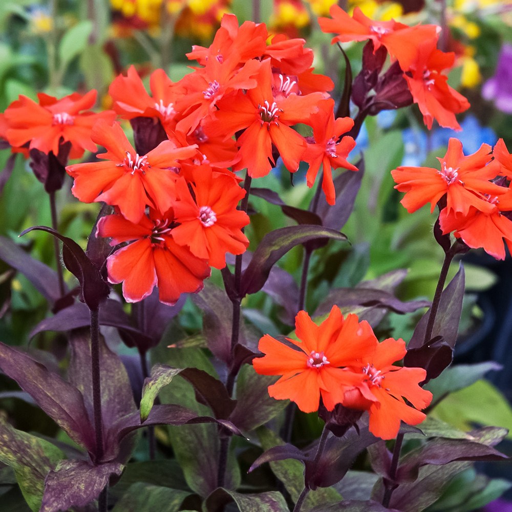 파종첫해부터 개화하는 노지월동 다년초 165종 선택 (2/6) 3,130원