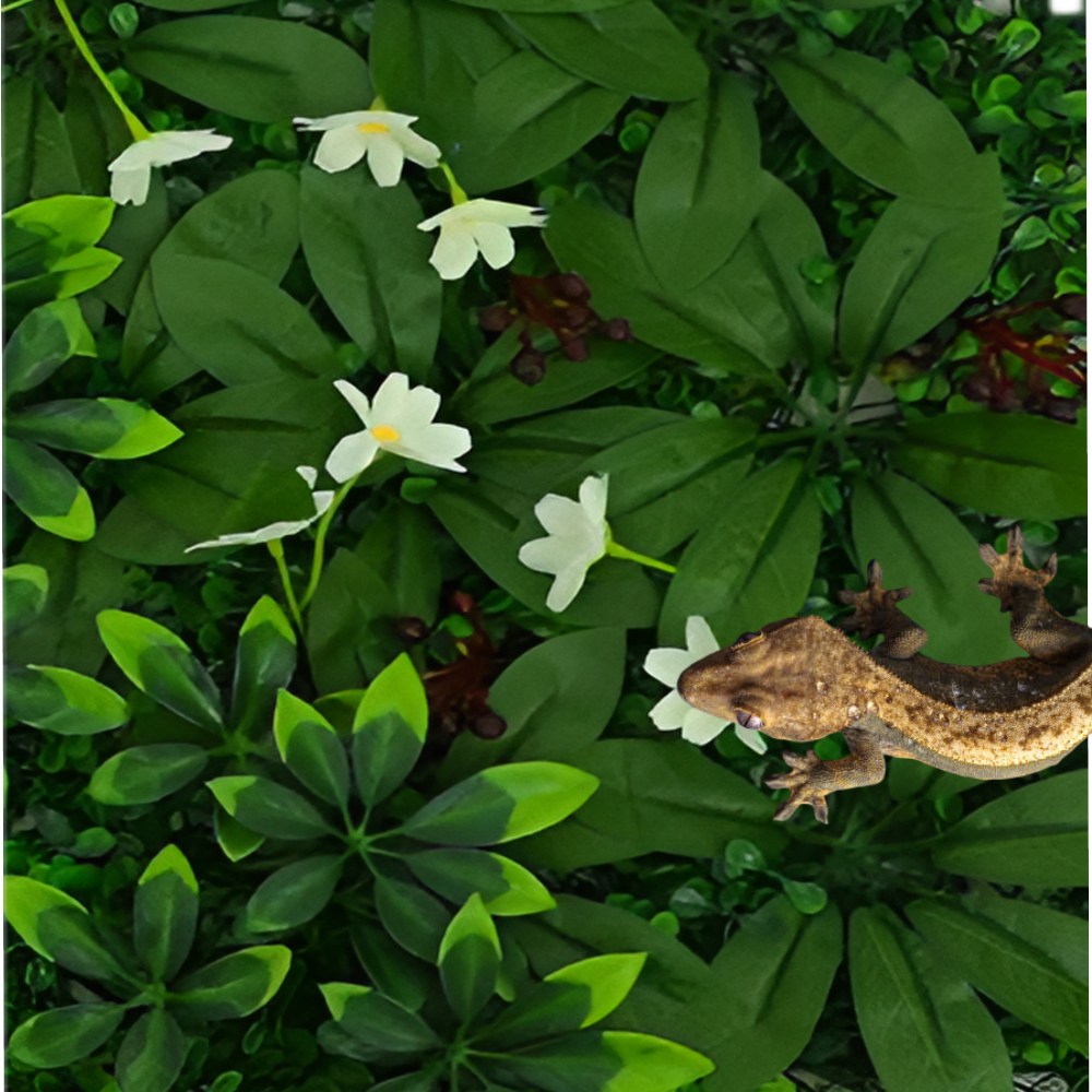 로미크 크레스티드 게코 백스크린 도마뱀 21,700원