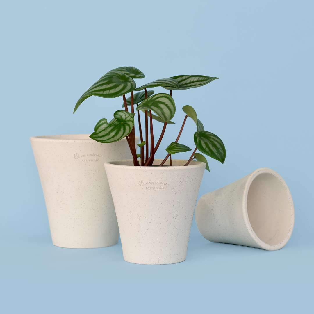 마이플랜트 로자리안 쿠앤크 버킷팟 받침 세트 51,000원