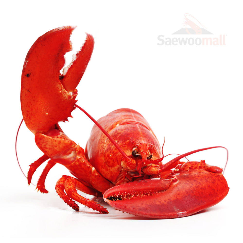 새우몰 자숙 랍스터 바다가재 1마리 400-450g 16,900원