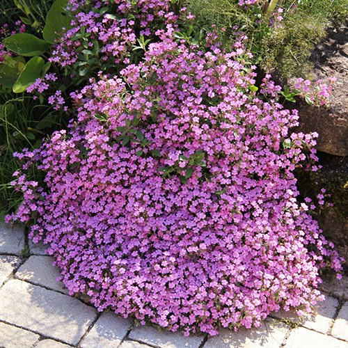 바위비누풀 씨앗 소포장 대포장 선택구매 노지월동 지피식물 꽃잔디대체, 1개 30,000원