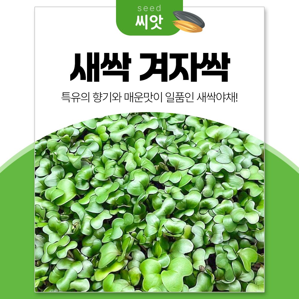 세경팜 칼슘 철분 듬뿍 겨자싹 30g 새싹채소 씨앗 13,000원