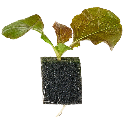 자람홈미니 수경재배 적로메인 모종 / 계약재배 3주소요, 6개 6,200원