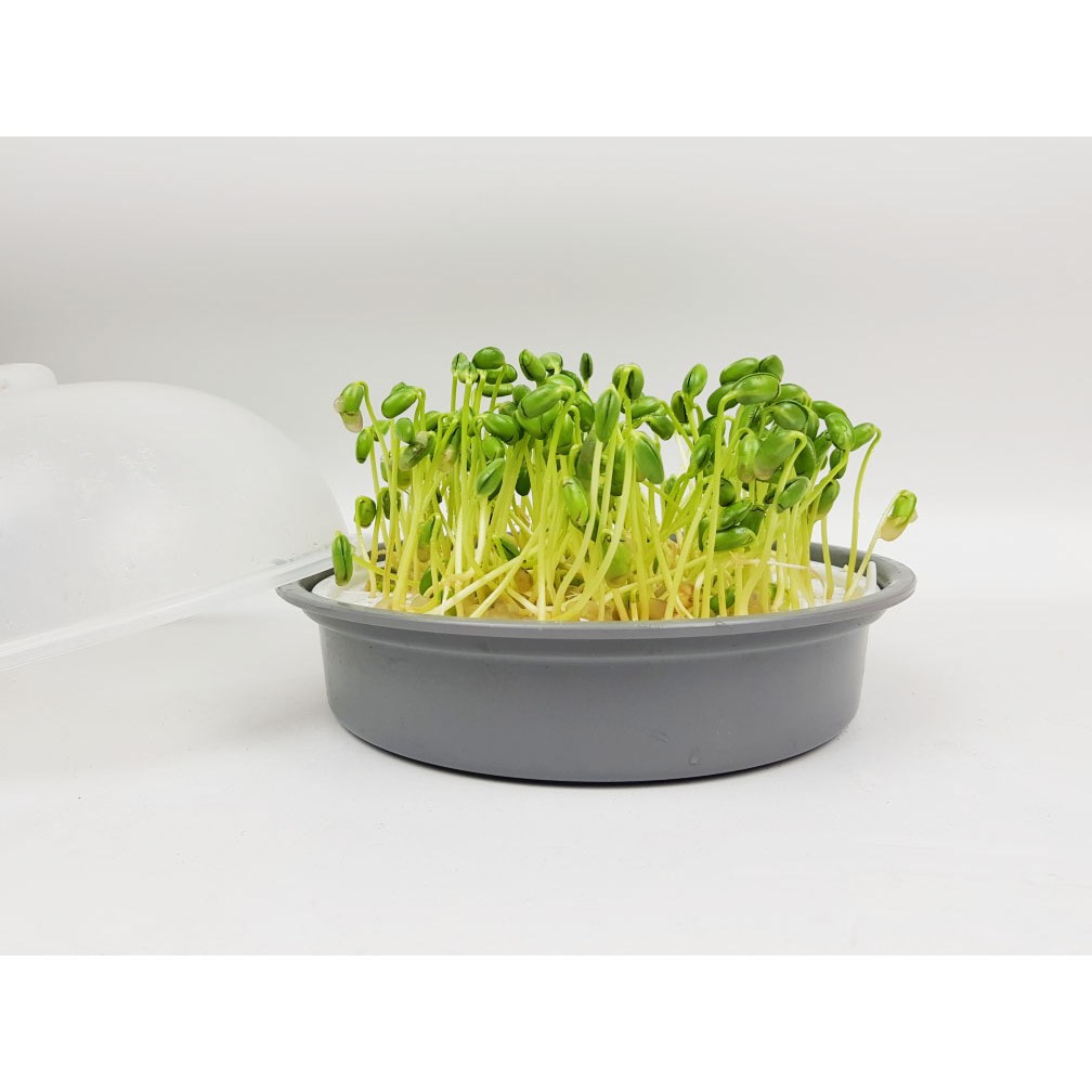 제이에스JS 콩나물 재배기 & 전자렌지용 찜기 / (1+1)주문 옵션선택시 7900원 4,400원