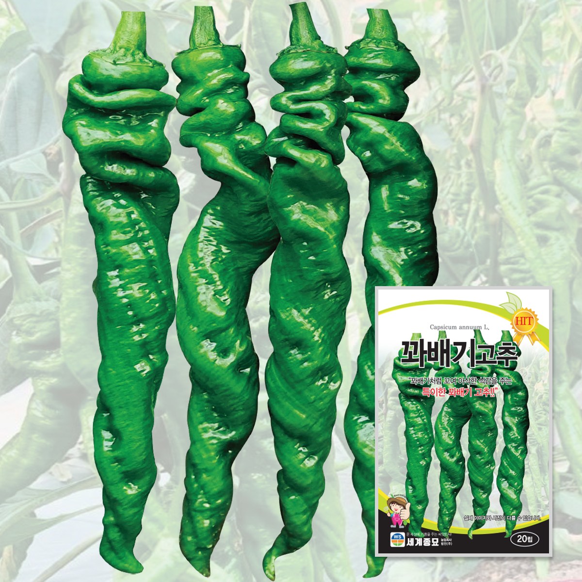 꽈배기고추 20립 / 고추 씨앗 종자 텃밭 채소 나사고추 이색고추 특이한고추 이색채소 특이한채소 7,000원