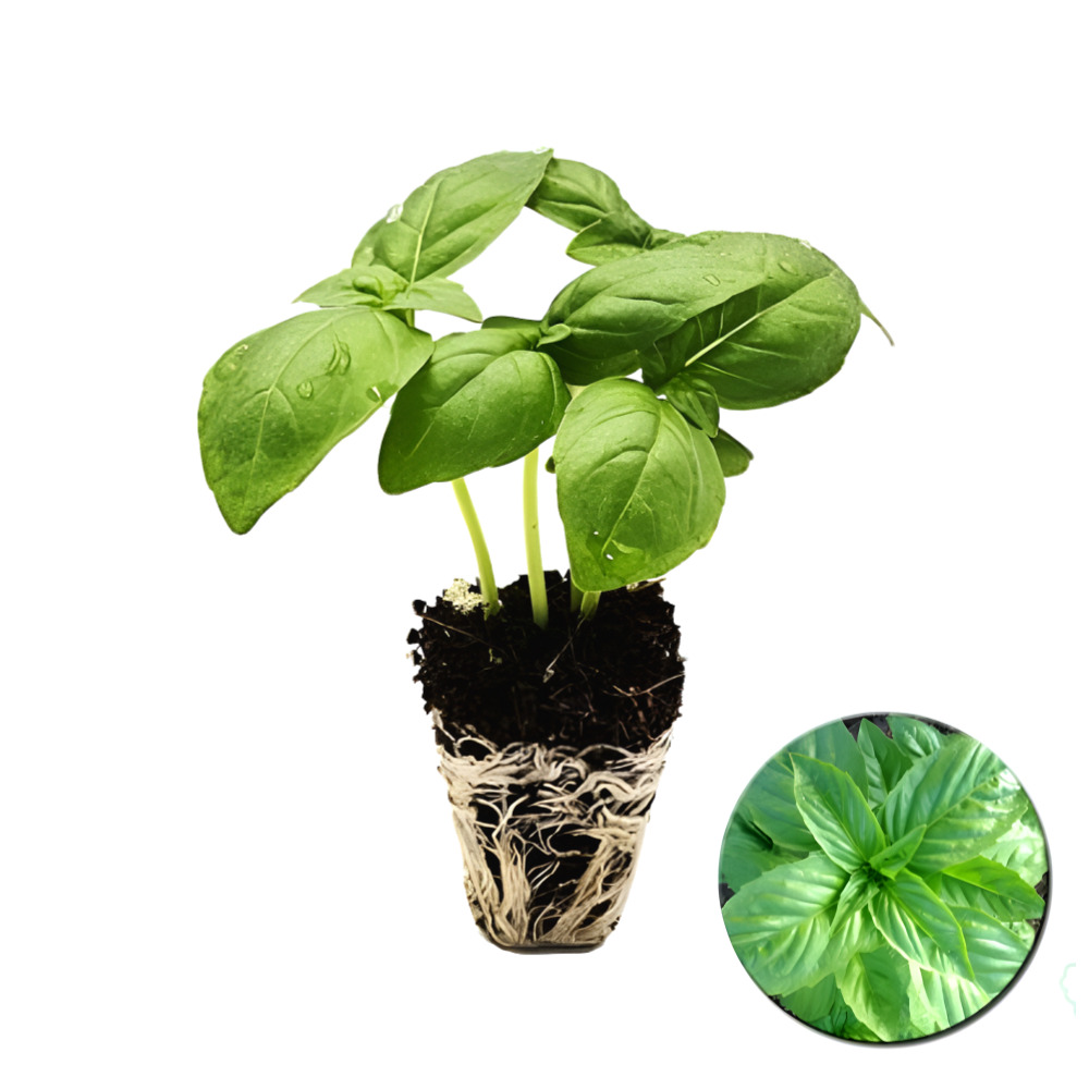 파머시카 제노베제 바질 모종 식용 8,700원