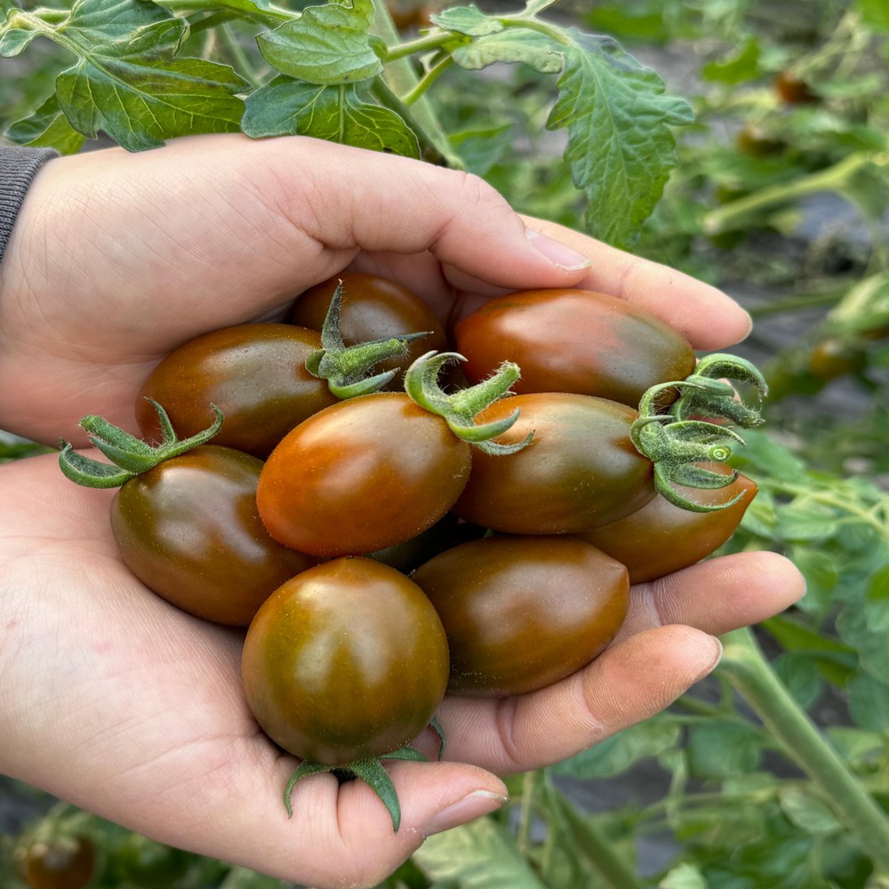 GAP인증 청담농수산 특상품 흑 대추방울토마토 28,700원