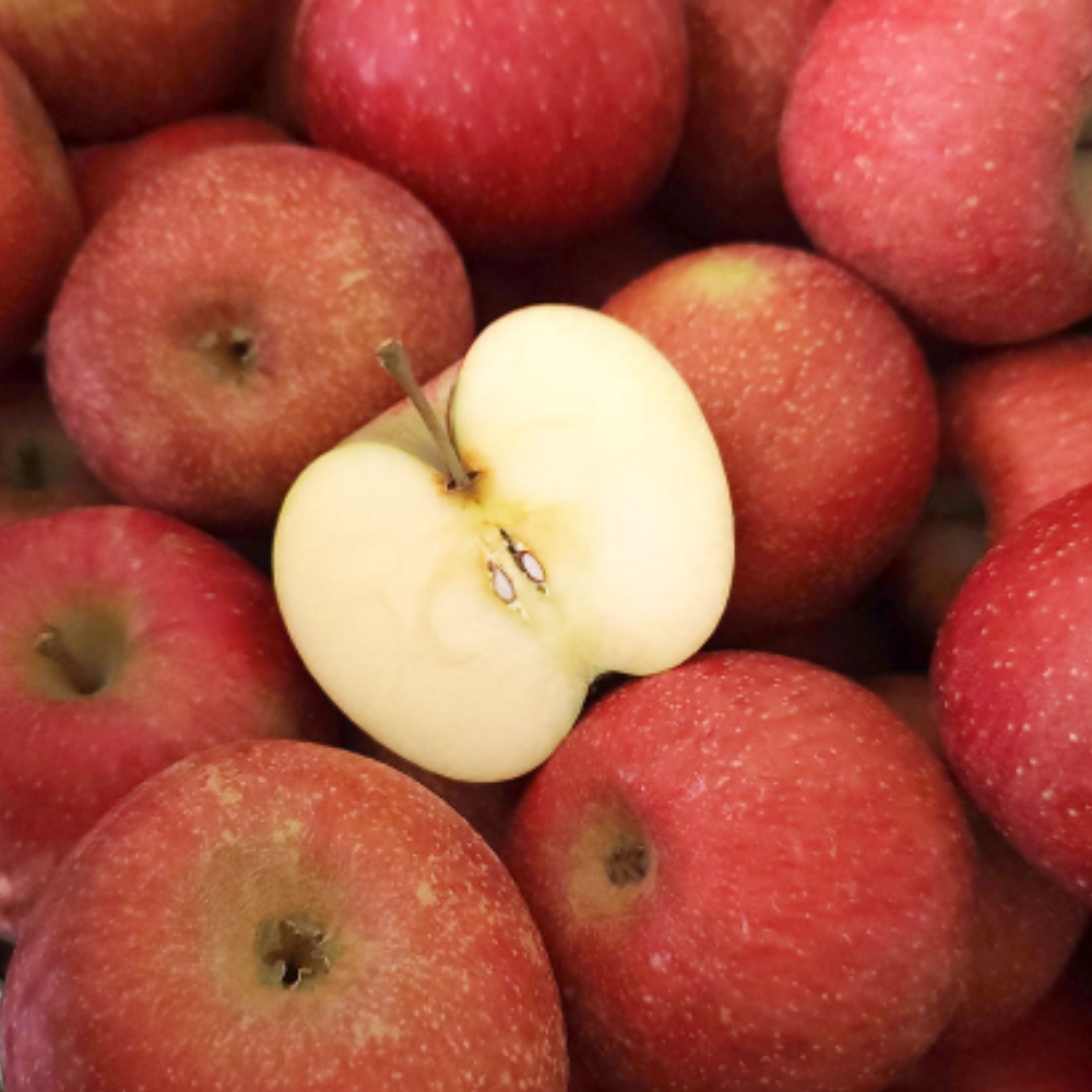 청송햇살 고당도 과즙팡팡 부사 사과 선물용, 1개, 정품 대과 5kg 60,500원