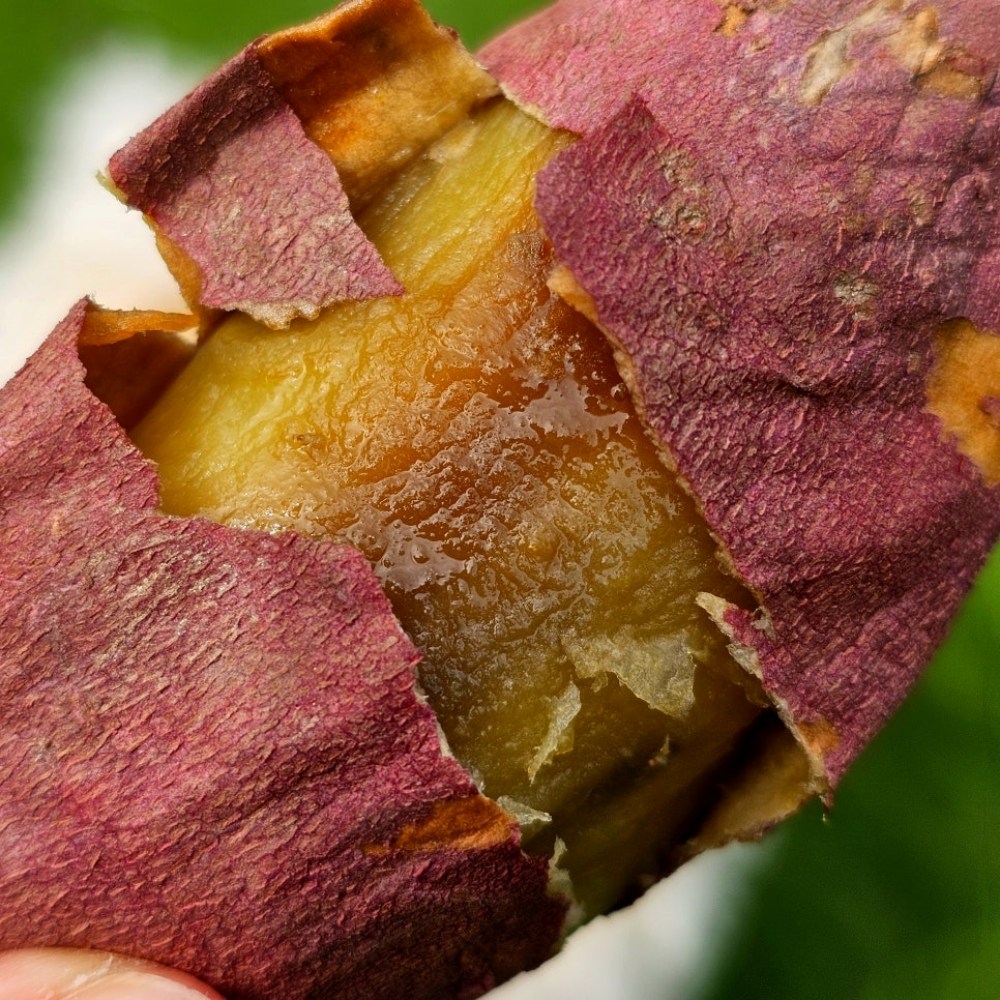 [대한민국 고구마명장] 25년 첫수확 여주 세척 햇 베니하루카 명장 꿀 고구마 23,300원