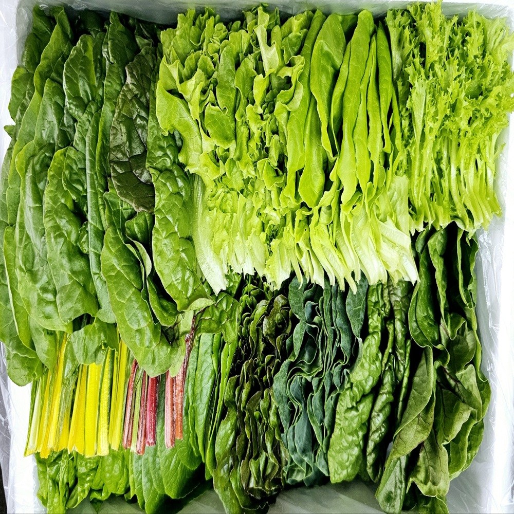 무농약 친환경 수경재배 쌈채소 샐러드채소(500g), 500g, 1개 9,500원