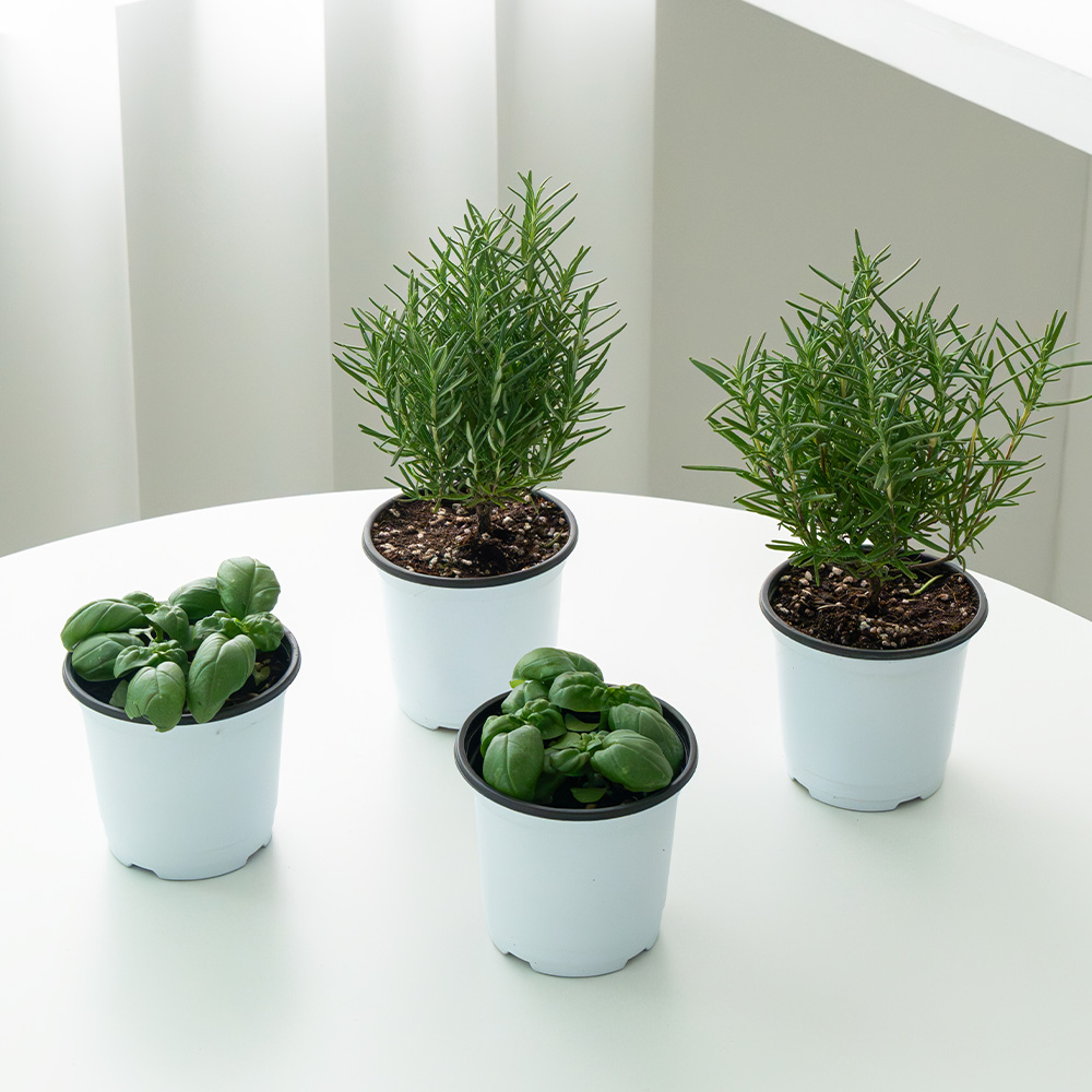 [로켓프레시] 코코도르팜 허브 포트 소형 로즈마리 2p + 바질 2p 세트, 혼합색상, 1세트 15,800원