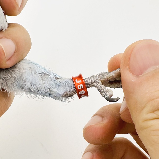 앵무새 발목링 인식링 코뉴어 퀘이커 한스 세네갈 카이큐, 1개 1,800원