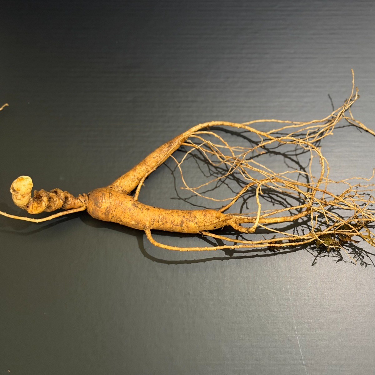 임금님산삼 산양산삼 당일배송 22년근 정삼 2뿌리/3뿌리 진짜 산양삼 국산 무농약 장뇌삼 생신 선물 건강 증진 면역 원기회복 강원도 고산지대 1200고지, 3개, 10g 598,000원