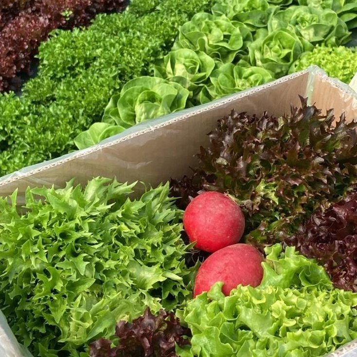 GAP 유럽샐러드 6종 700g 루꼴라 버터헤드 딜 크리스피 로메인 샐러드 산지직송, 1개 9,990원