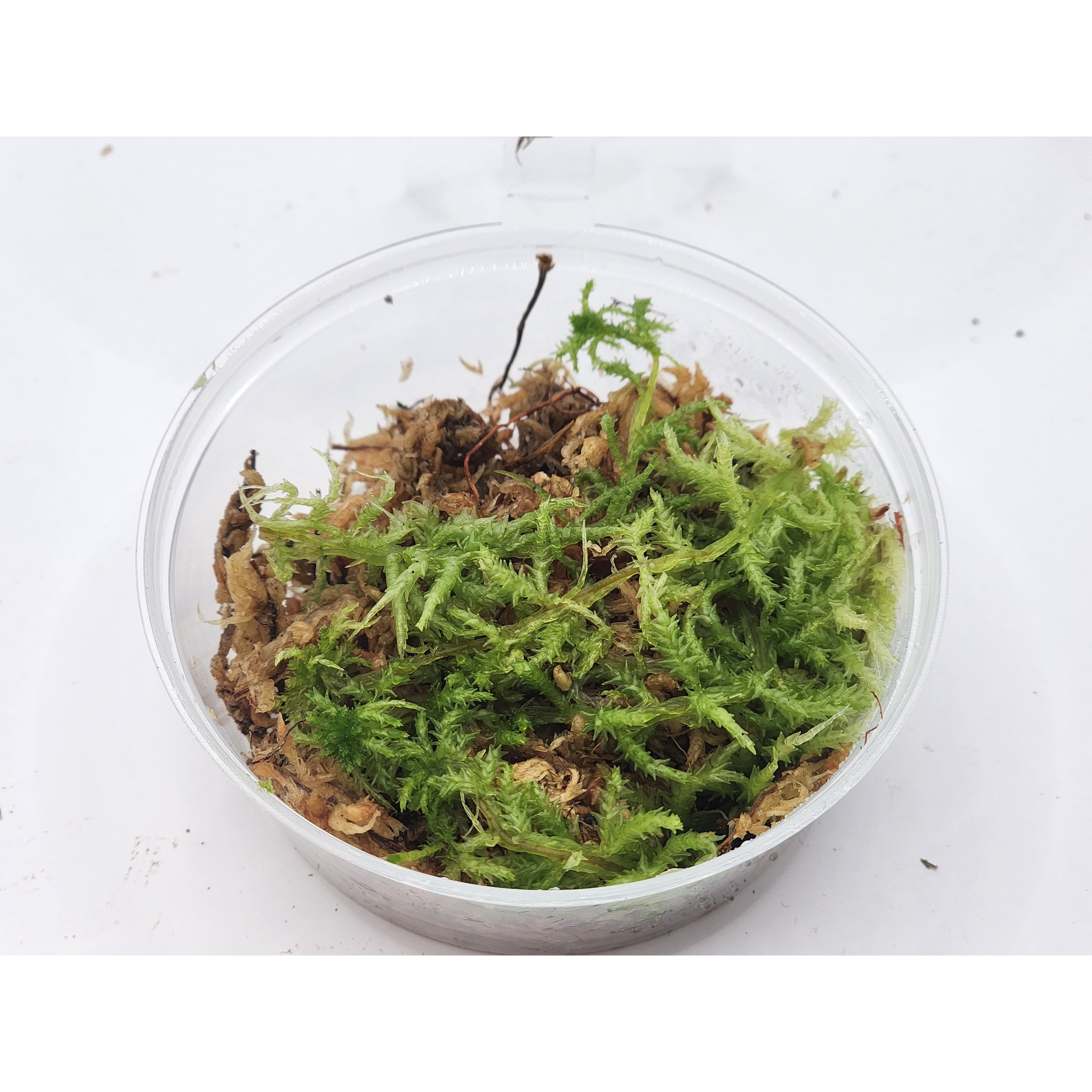 생수태 컵 8X8 식물키우기 스패그넘모스 생모스 비바리움 테라리움, 1개 8,000원