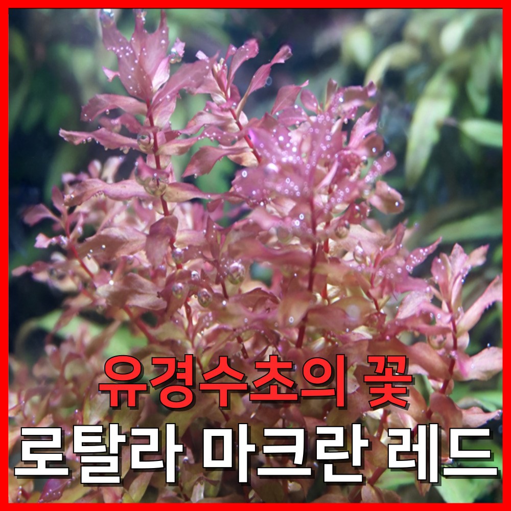 [수초농부] 로탈라 마크란 레드 유경수초의 꽃 7,120원